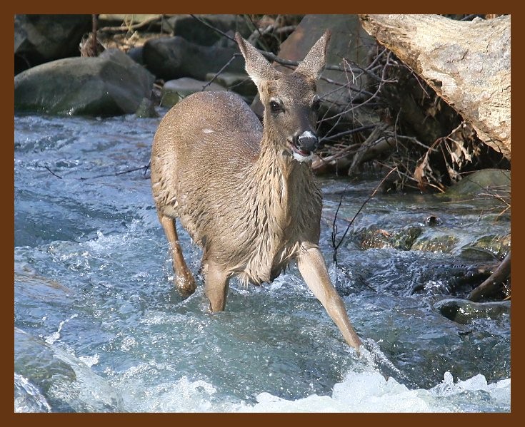 deer 2-7-09 4d914b.JPG