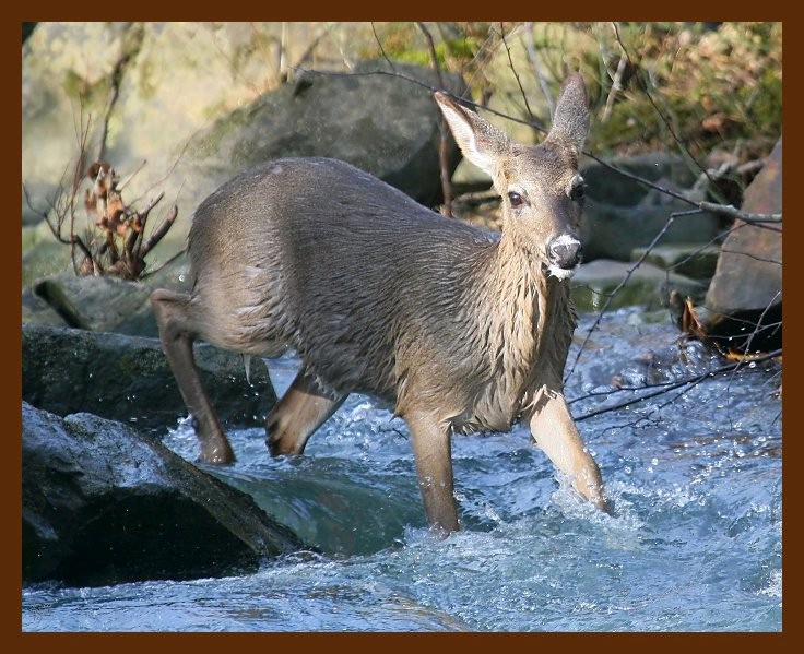 deer 2-7-09 4d910b.JPG