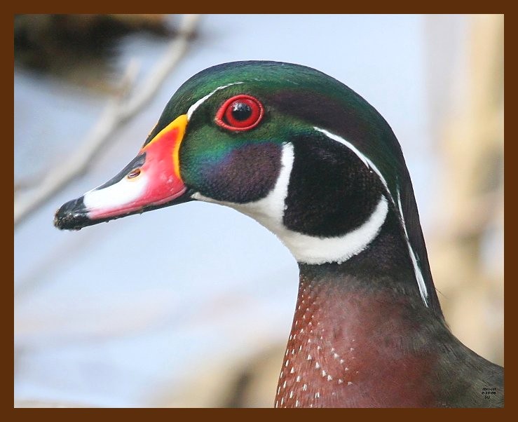wood-duck 2-23-09 4d944b.JPG