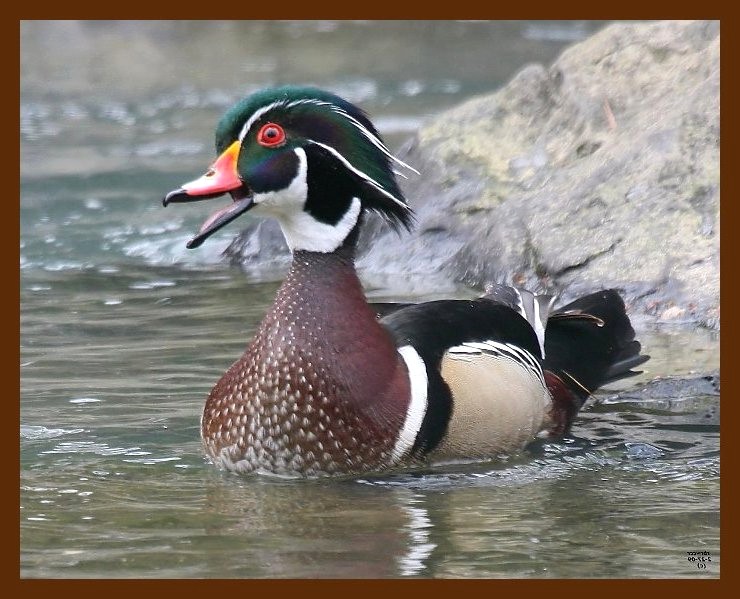 wood-duck 2-27-09 4d511b.JPG
