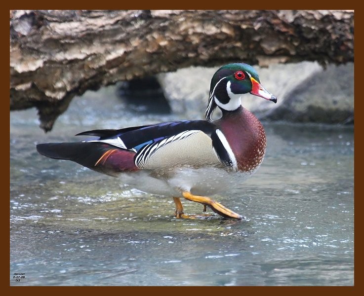wood-duck 2-27-09 4d529b.JPG