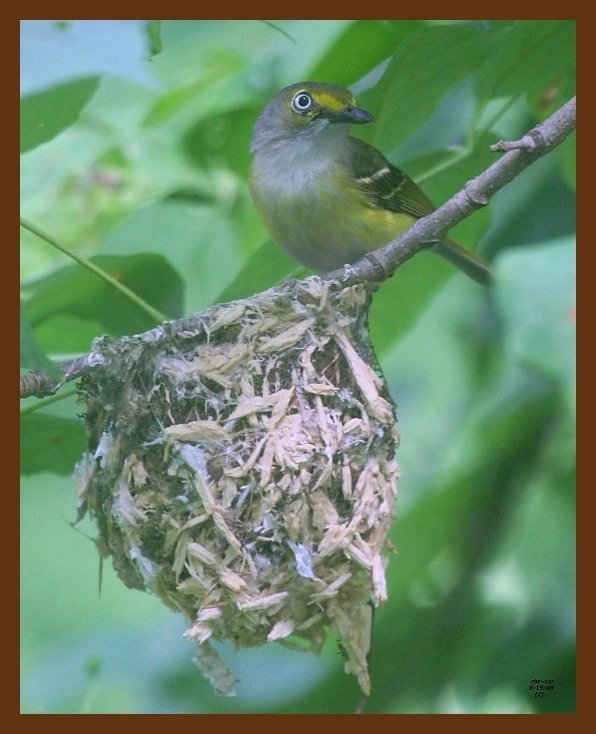 white-eyed vireo 6-15-09 4d914b.JPG