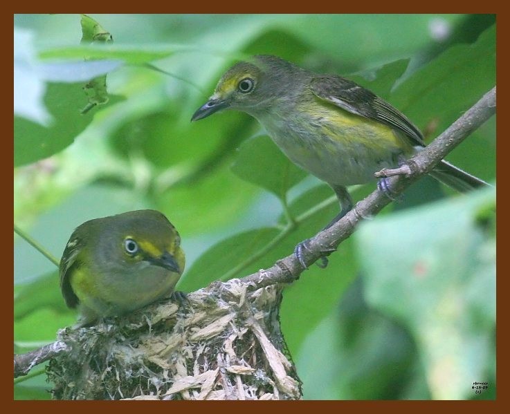 white-eyed vireo 6-15-09 4d970c1b.JPG