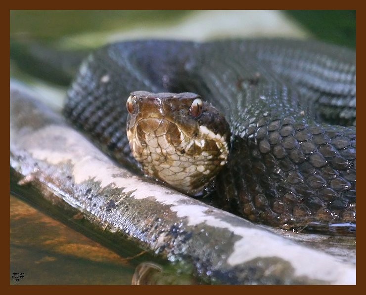 cottonmouth 6-17-09 4d235b.JPG