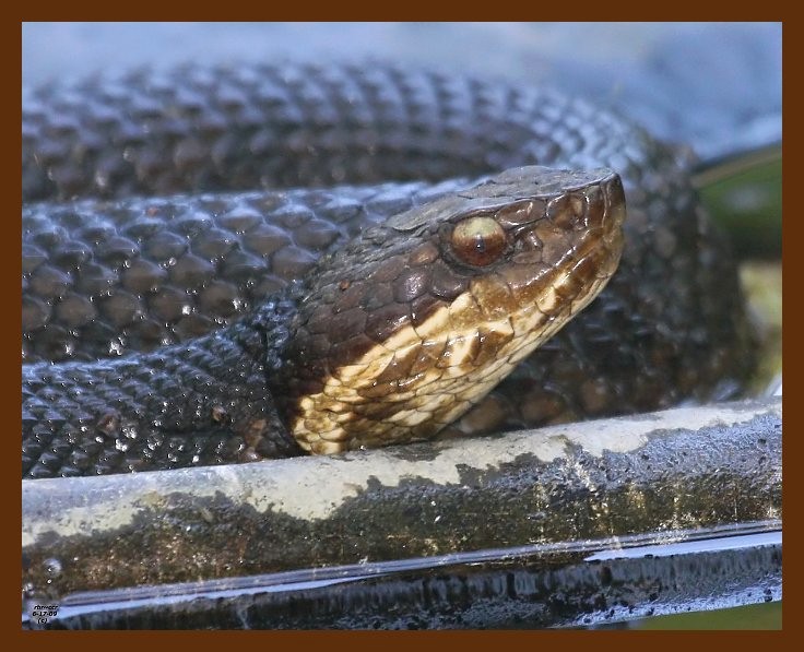 cottonmouth 6-17-09 4d239b.JPG