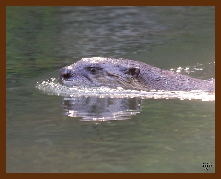 river-otter 6-9-09 4d372b.JPG