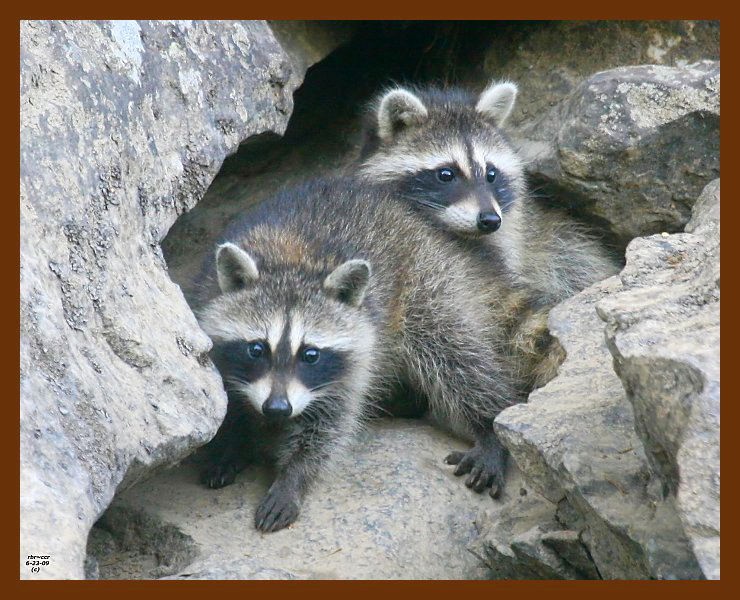 raccoon-young 6-23-09 4d888b.JPG