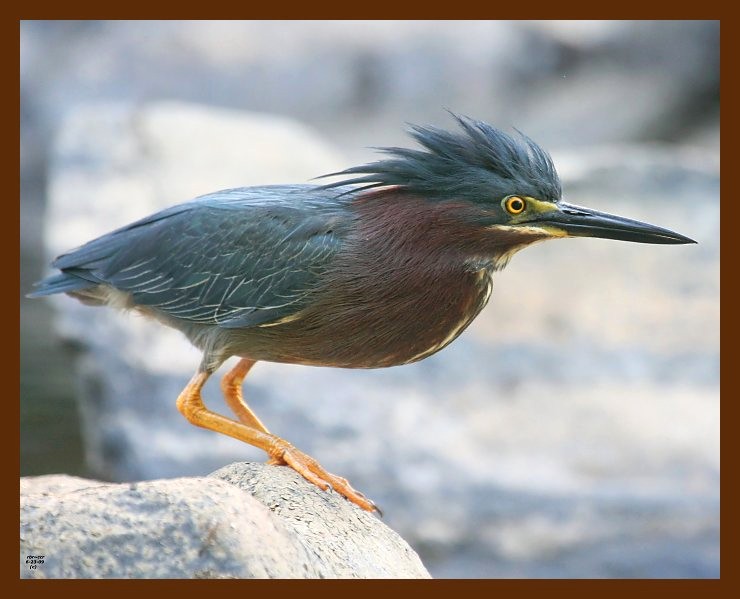 heron-green 6-23-09 4d114b.JPG