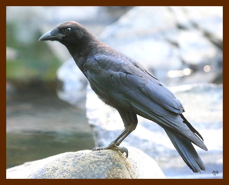 crow 6-24-09 4d635b.JPG
