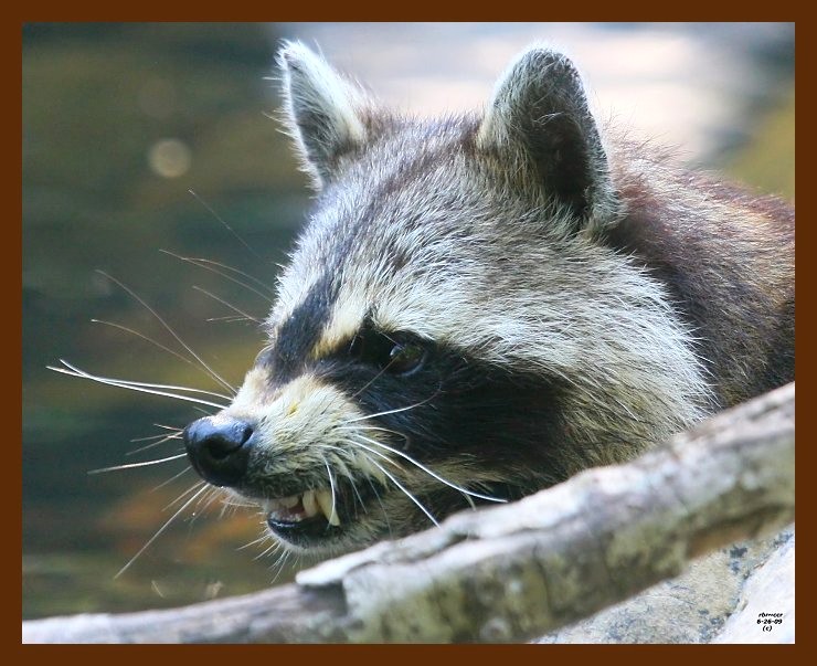 raccoon 6-26-09 4d055b.JPG