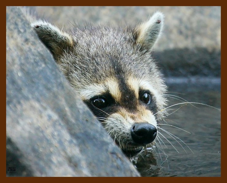 raccoon 6-30-09 4d021b.JPG