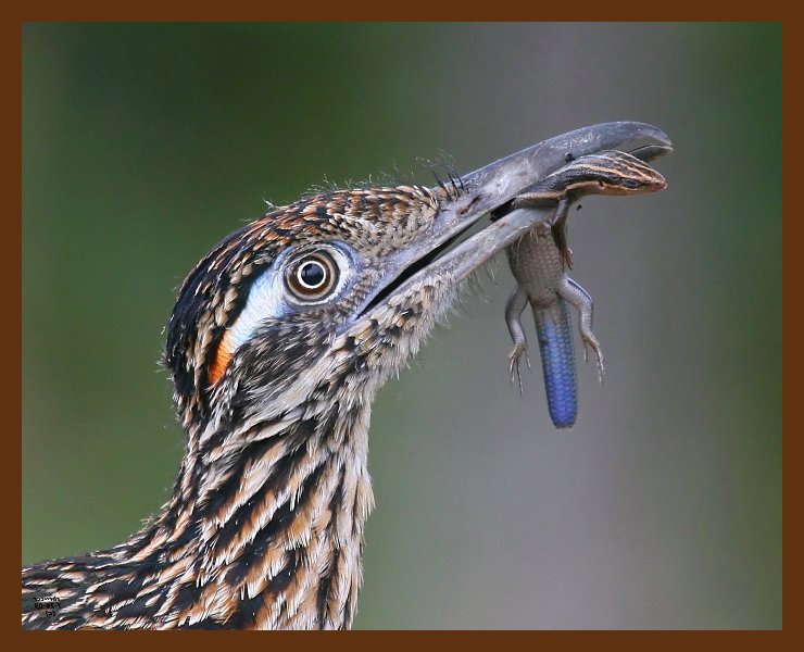 roadrunner-greater 7-26-09 4d091b.JPG