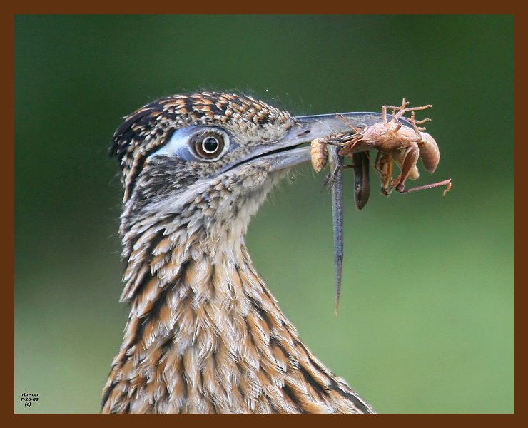 roadrunner-greater 7-26-09 4d127b.JPG