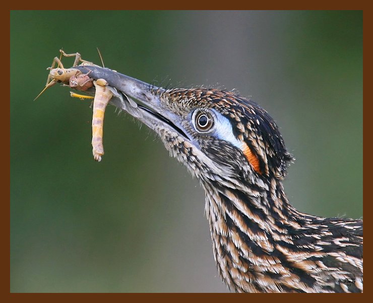 roadrunner-greater 7-26-09 4d150b.JPG