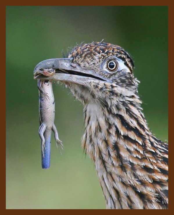 roadrunner-greater 7-26-09 4d005b.JPG