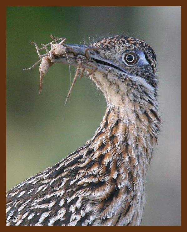 roadrunner-greater 7-25-09 4d603c1b.JPG
