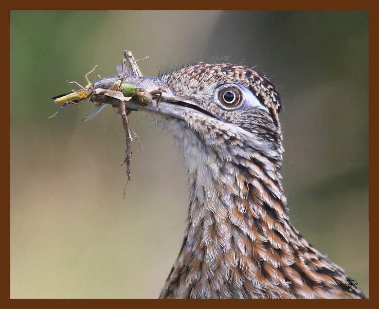 roadrunner-greater 7-25-09 4d683b.JPG