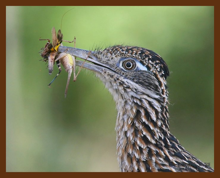 roadrunner-greater 7-25-09 4d752b.JPG