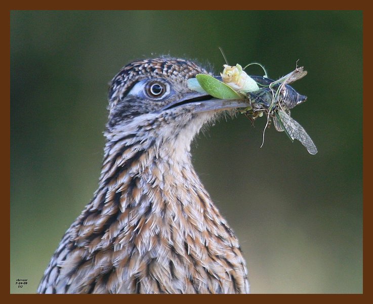 roadrunner-greater 7-24-09 4d391b.JPG