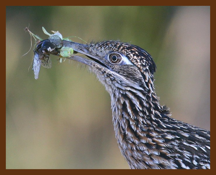 roadrunner-greater 7-24-09 4d397b.JPG