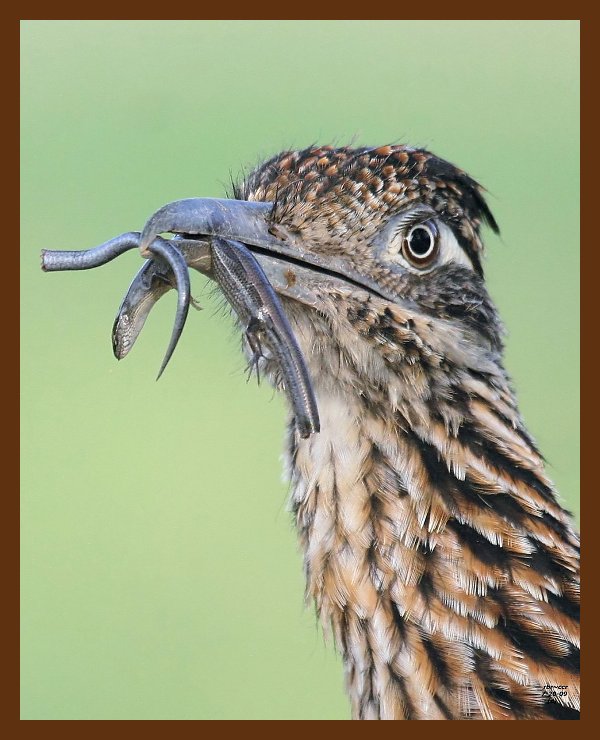 roadrunner-greater 7-20-09 4d836b.JPG