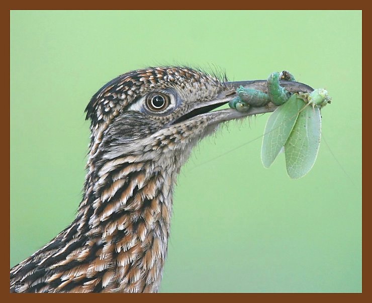 roadrunner-greater 7-17-09 4d553b.JPG