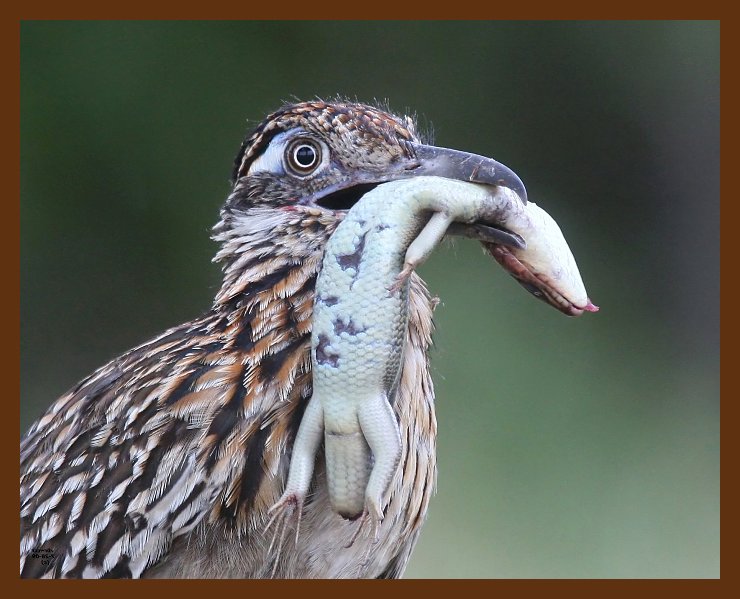 roadrunner-greater 7-28-09 4d525b.JPG