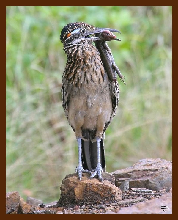 roadrunner-greater 7-28-09 4d476b.JPG
