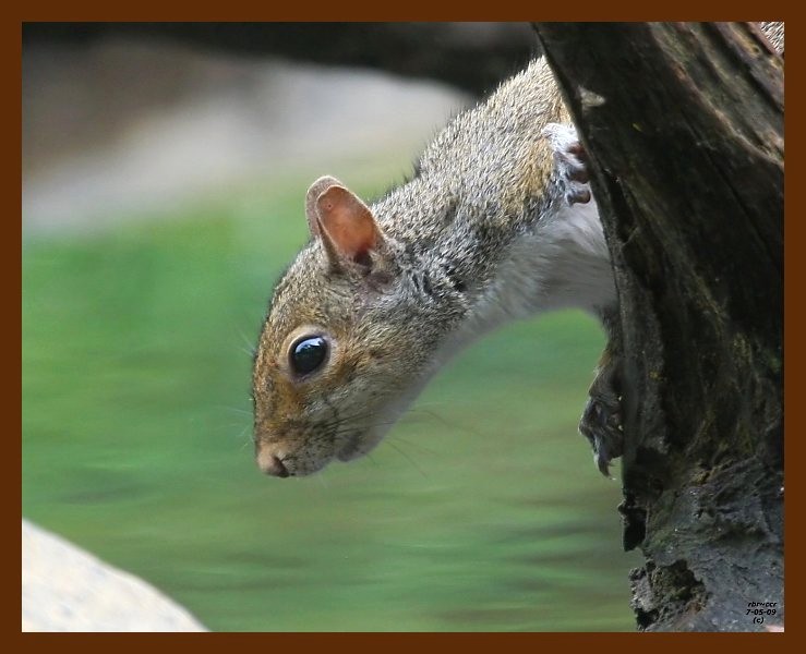 gray-squirrel 7-5-09 4d999b.JPG