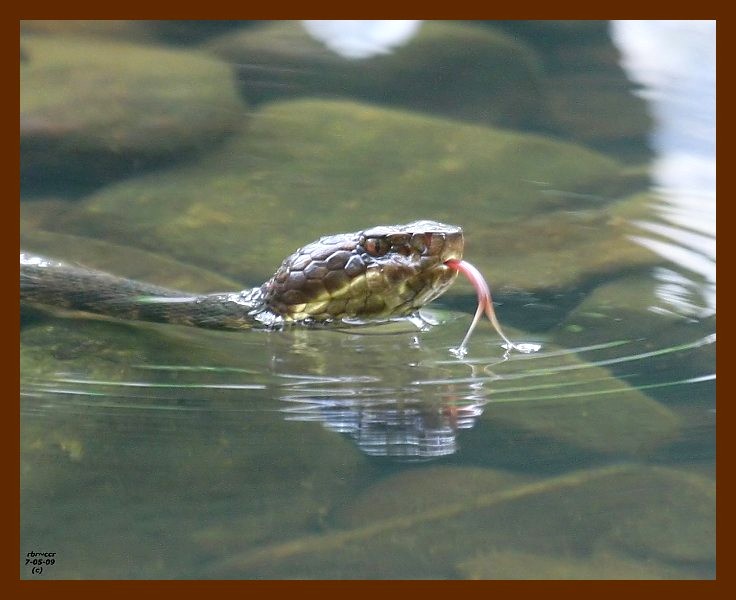 cottonmouth 7-5-09 4d997b.JPG