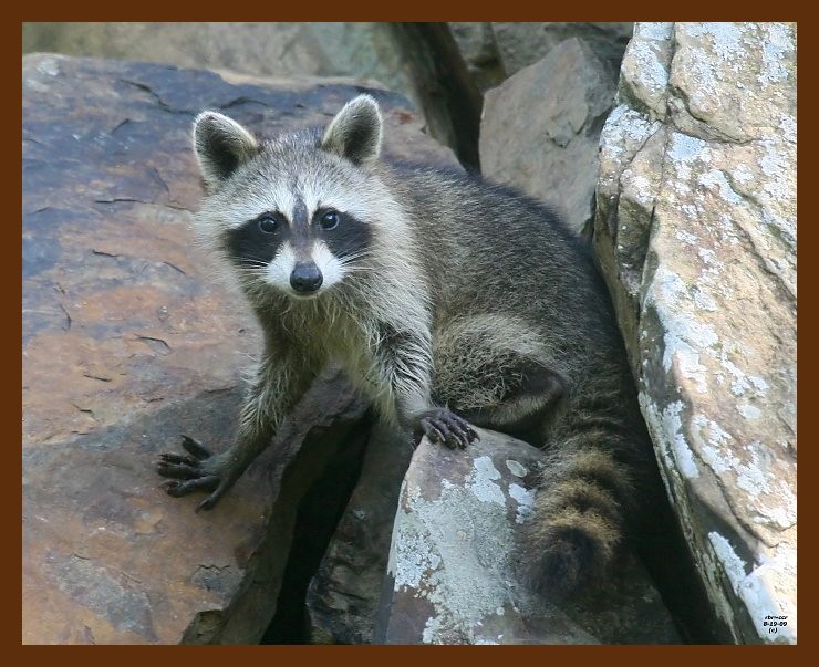 raccoon-young 8-19-09 4d083b.JPG