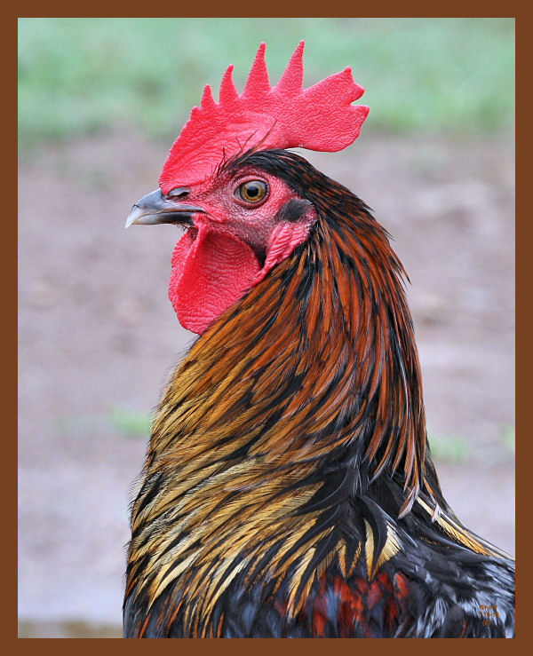 black copper marans-389-7-10-10b.JPG