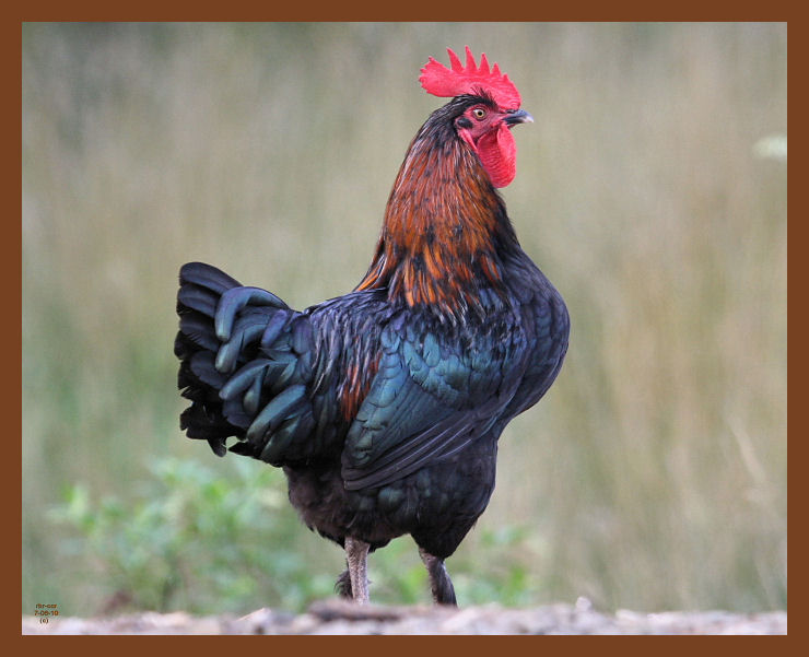 black copper marans-552-7-06-10b.JPG