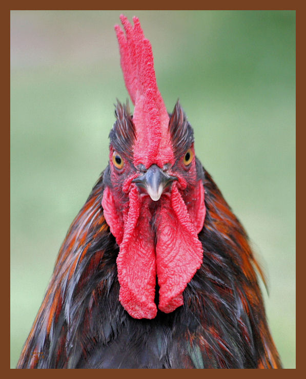 black copper marans-462-7-10-10b.JPG