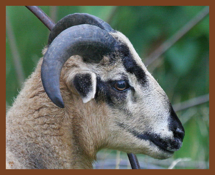 ram-718-7-11-10b.JPG