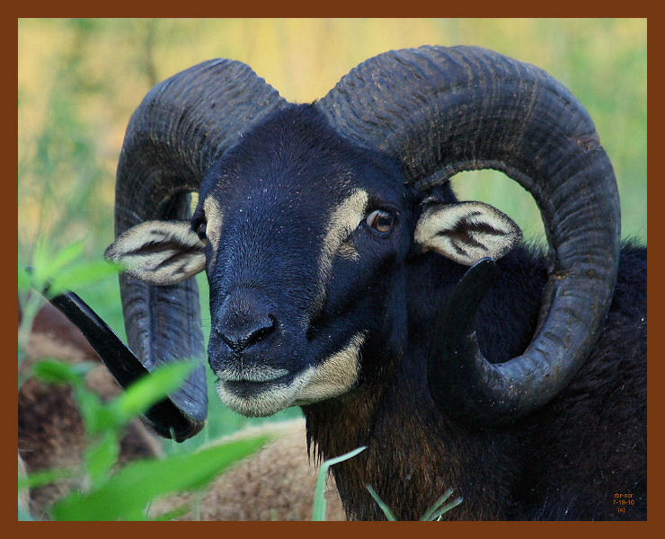 ram-417-7-19-10b.JPG