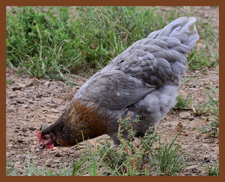 blue copper marans-423-7-28-10b.JPG