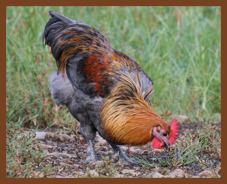 blue copper marans-129-7-26-10b.JPG