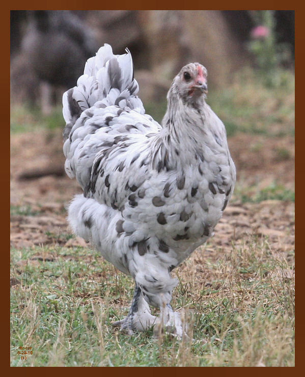 blue splash marans-823-6-29-10b.JPG
