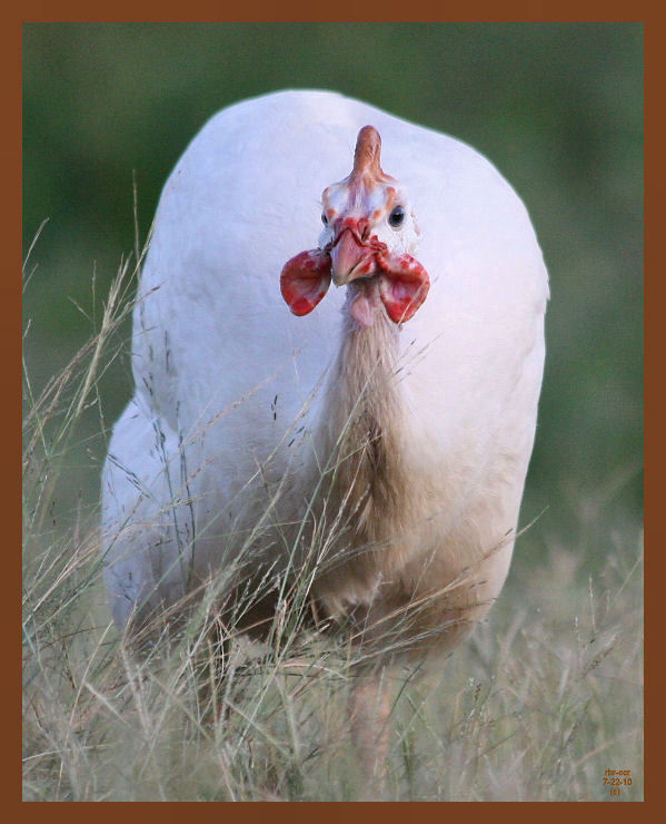 guinea-042-7-22-10b.JPG