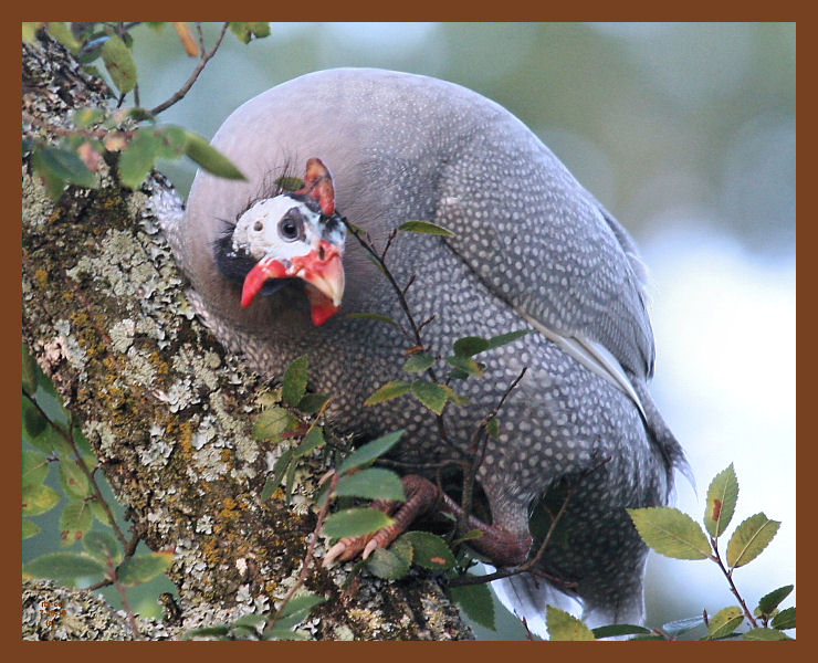guinea-318-7-26-10b.JPG