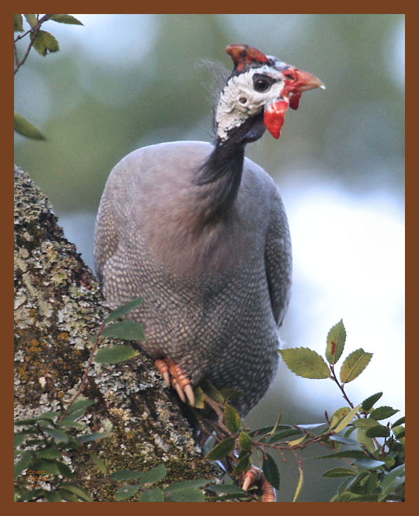 guinea-335-7-26-10c1b.JPG