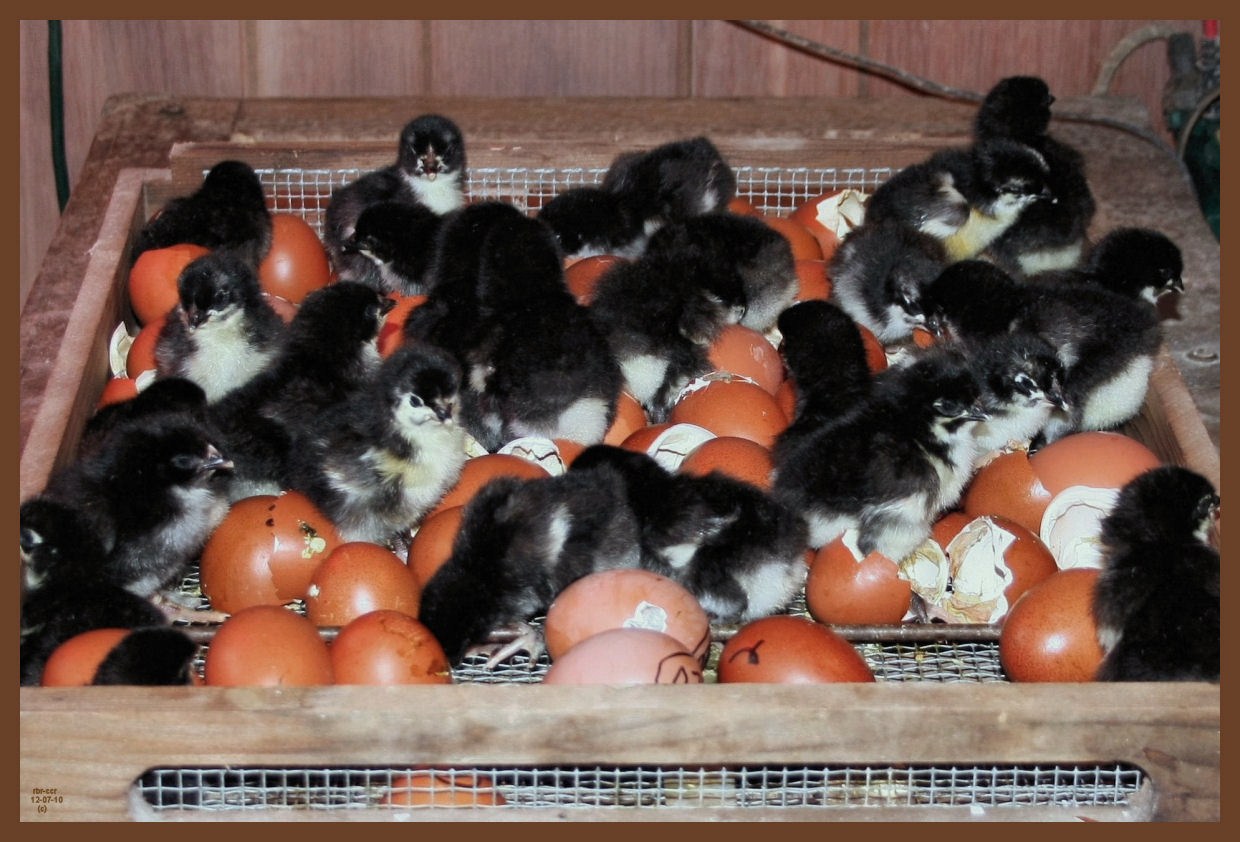 black copper marans-12-7-10-774b.JPG