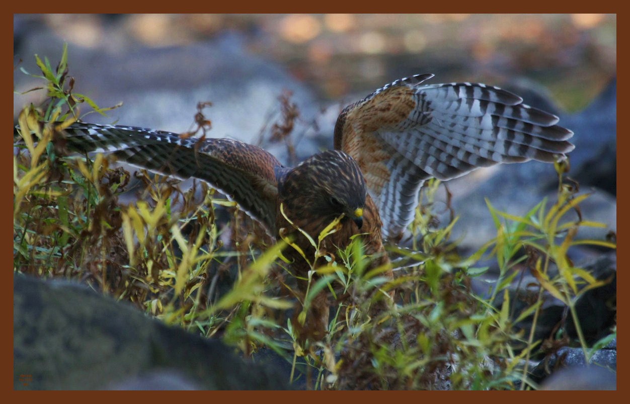 red-shouldered hawk-11-1-11-567c2b.JPG