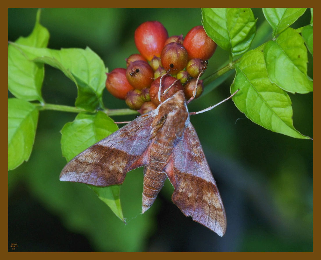 azalea sphinx-5-20-12-936b.JPG