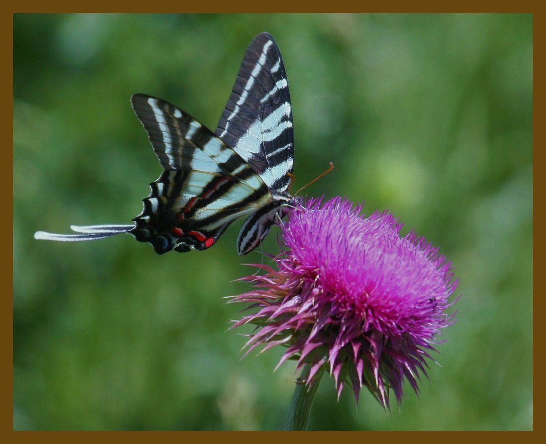zebra swallowtail-5-16-12-054b.JPG