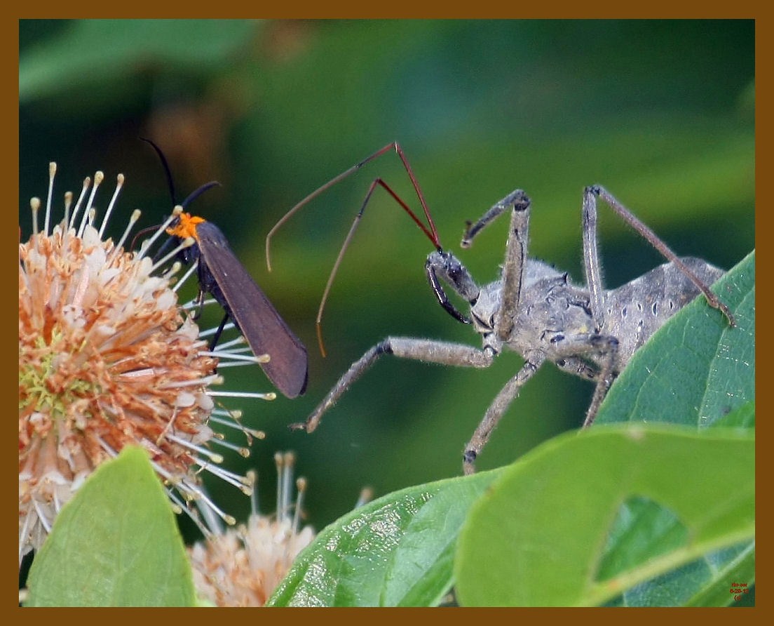wheel bug-bug-6-28-12-095b.JPG