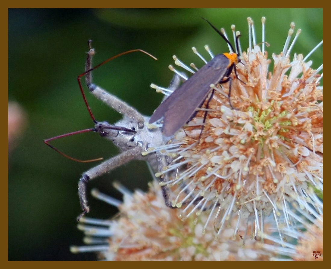wheel bug-bug-6-28-12-100b.JPG