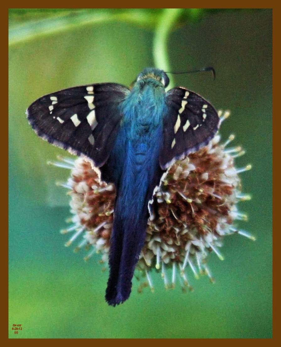 long-tailed skipper-6-29-12-429c1b.JPG