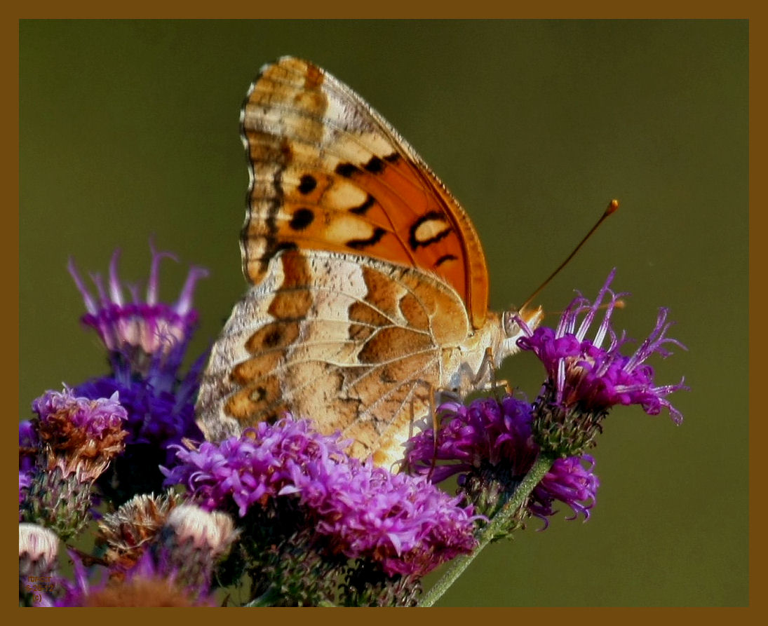 variegated fritillary-6-26-12-680b.JPG